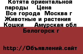 Котята ориентальной пароды  › Цена ­ 12 000 - Все города, Москва г. Животные и растения » Кошки   . Амурская обл.,Белогорск г.